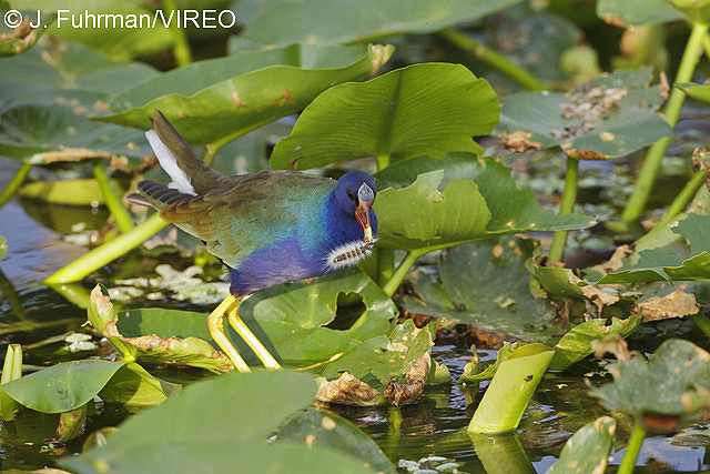 Purple Gallinule f20-12-037.jpg